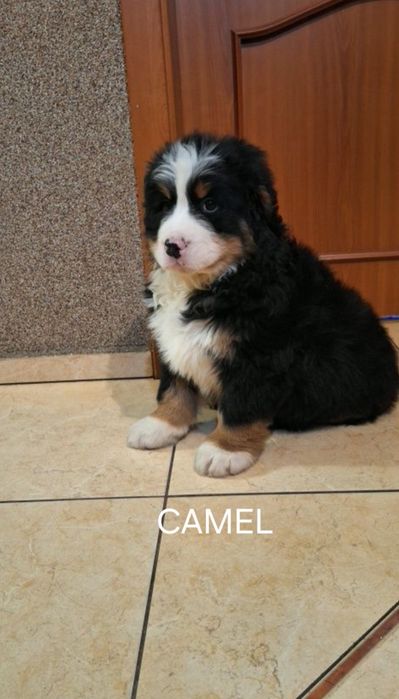 Berneński pies pasterski szczeniak.