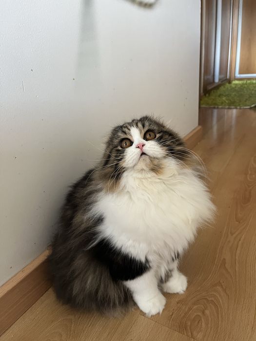 Haighland fold femea