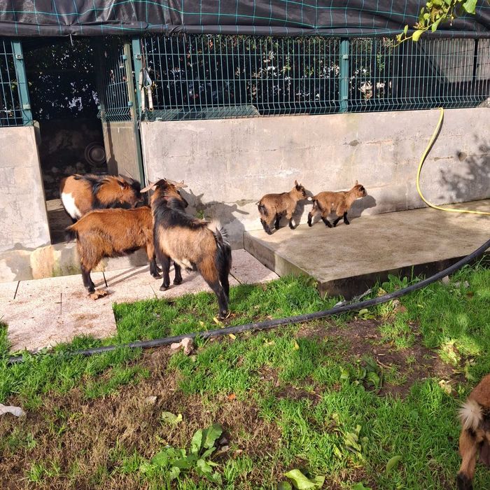 Cabras anas machos e femeas