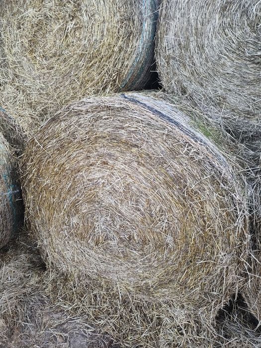 Sprzedam siano bele 160cm