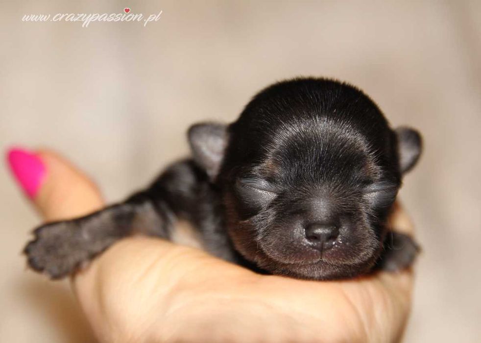 Maleńkie długowłose chihuahua z hodowli Crazy Passion FCI