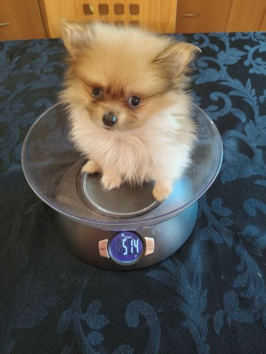 Spitz alemão menino mini