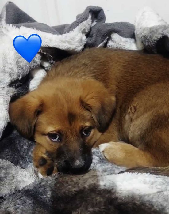 Bebés para adoção responsável 
Bebés para adoção responsável