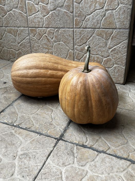 Abóboras Menina Biológicas – só 0,75€/kg!