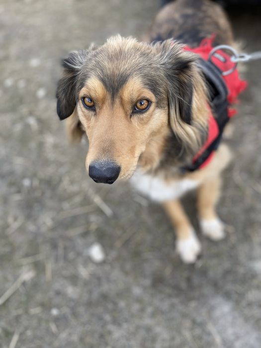 Rudek szuka domu 2-3 letni zaczipowany i wykastrowany