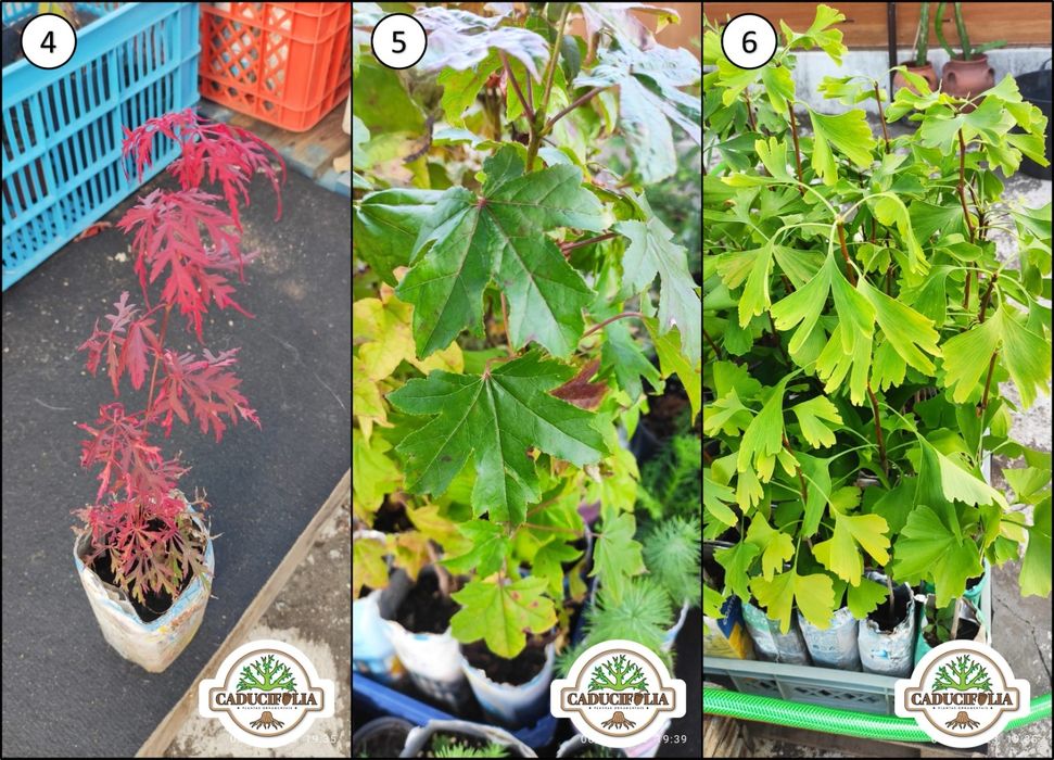 Árvores & Plantas Ornamentais