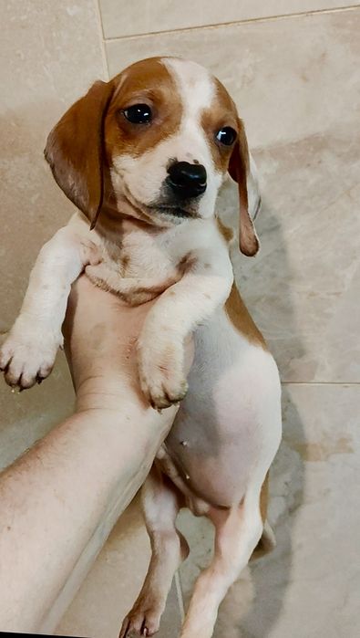 Кроличий щенок таксы пайболд с документами клуба