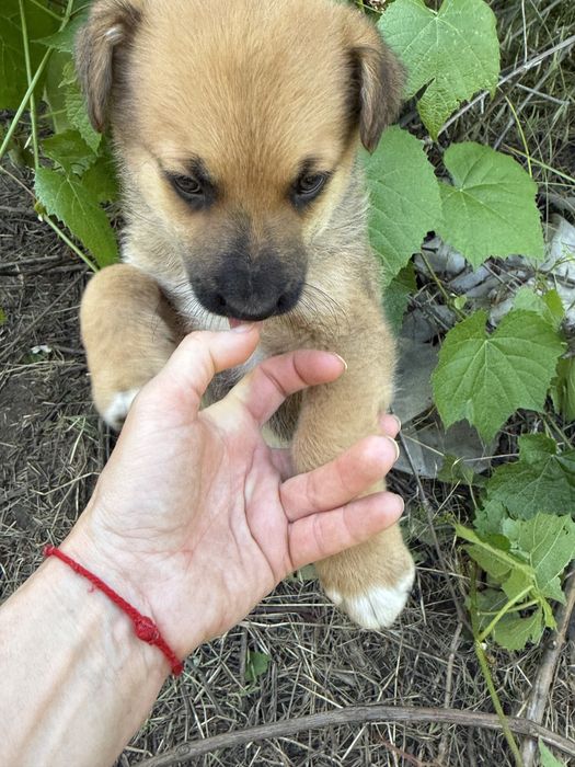 Отдам в хорошие руки.