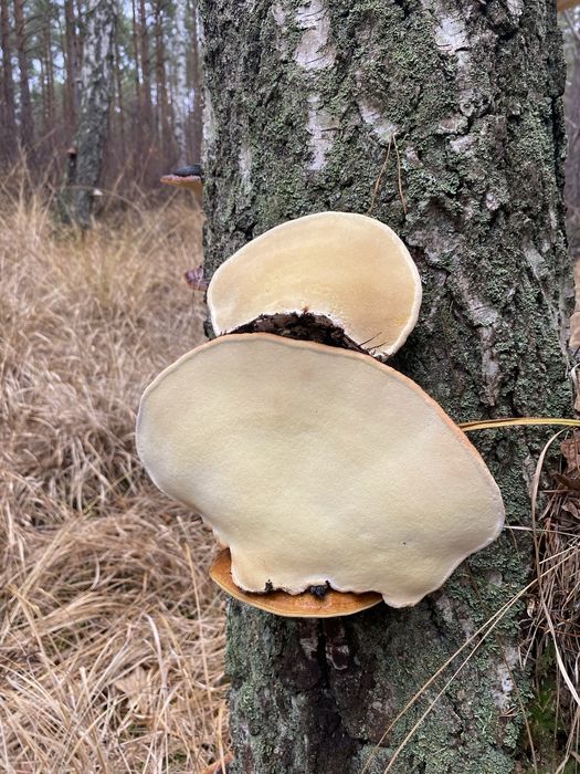 Grzyb Pniarek obrzeżony