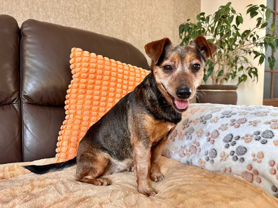 Narnia - wesoła sunia do adopcji!