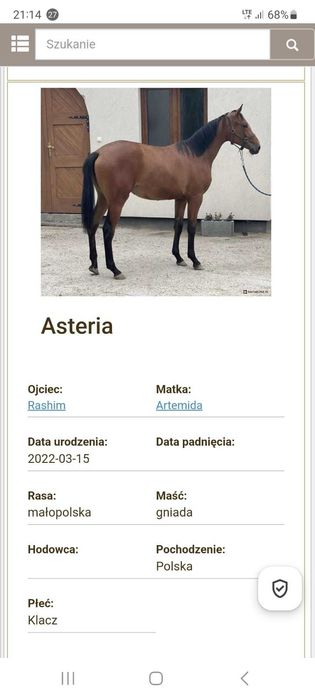 Klacz rasy małopolskiej ASTERIA(dopłatowa)