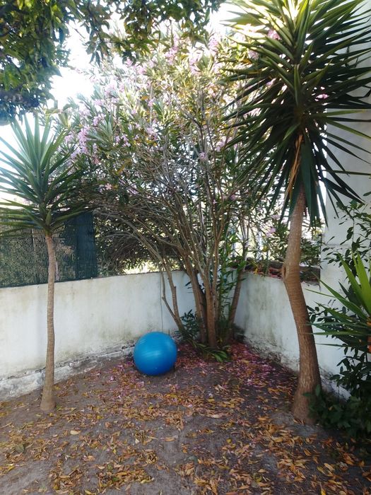 Plantas uicas tropicais