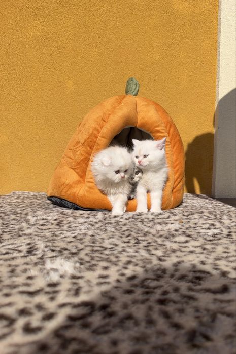 Шотландські кошенята шукають люблячих господарів