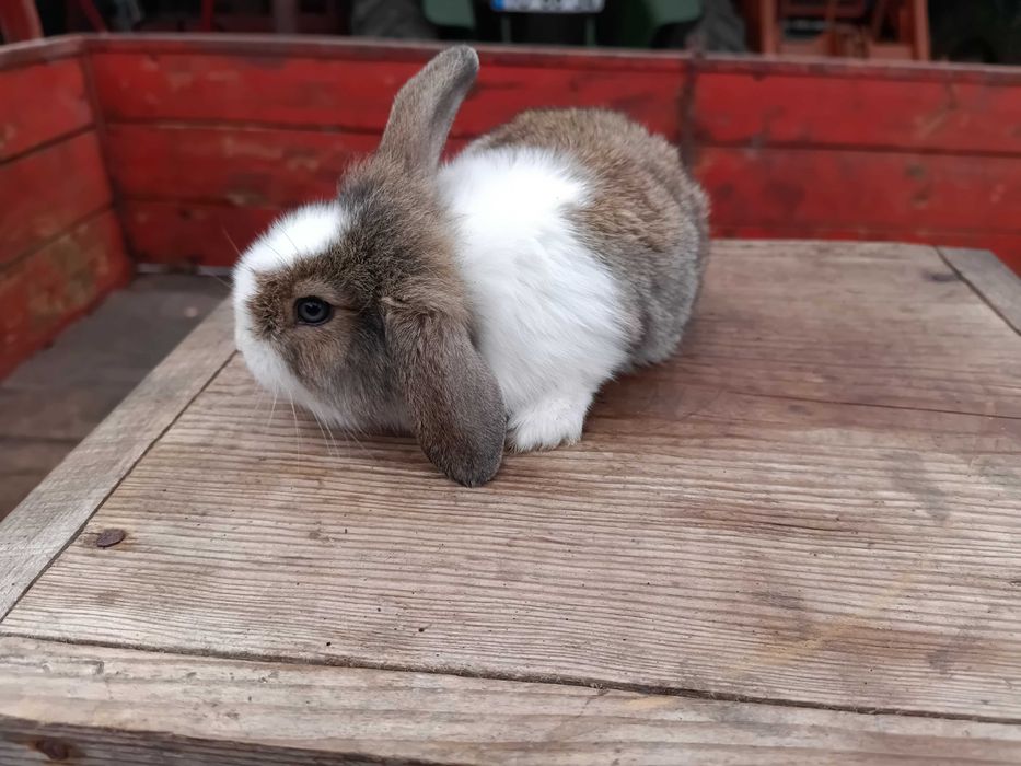 Coelhos anões Belier