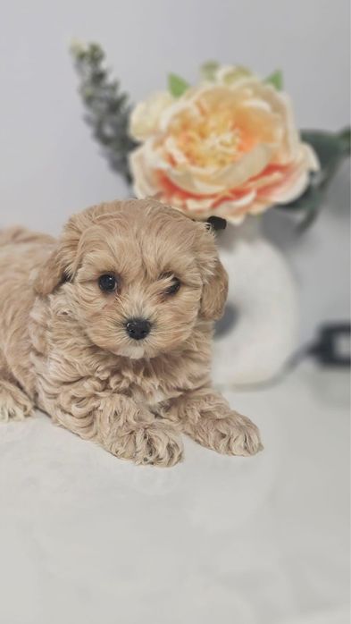 Piękny mini jasny maltipoo pydel maltanczyk PASZPORT