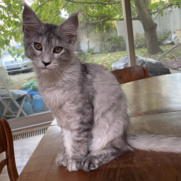 Koteczka maine coon