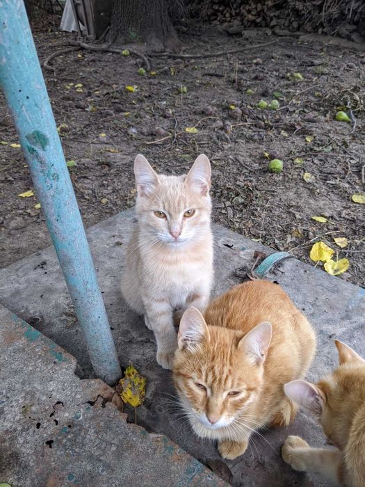 Отдам в добрые руки котят