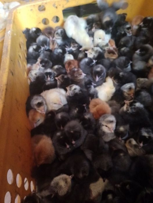 Kurczęta  jednodniowe