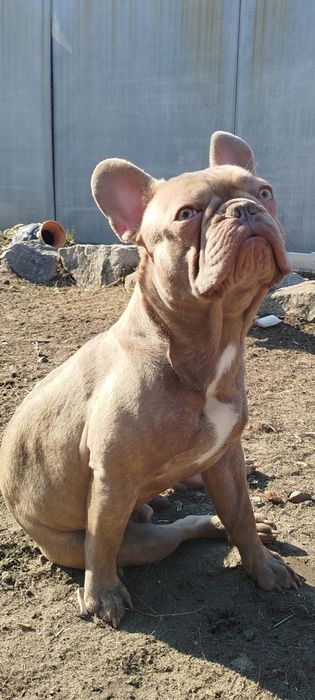 Французький бульдог в'язка.