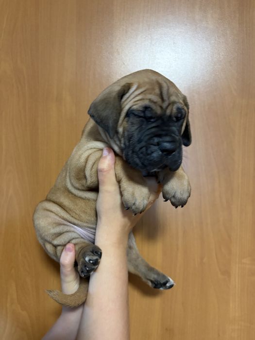 Szczenięta Cane Corso