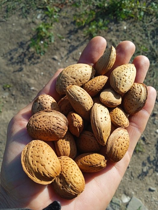 продам горький миндаль орехи