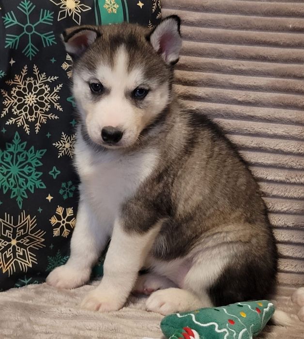 Siberian Husky piesk