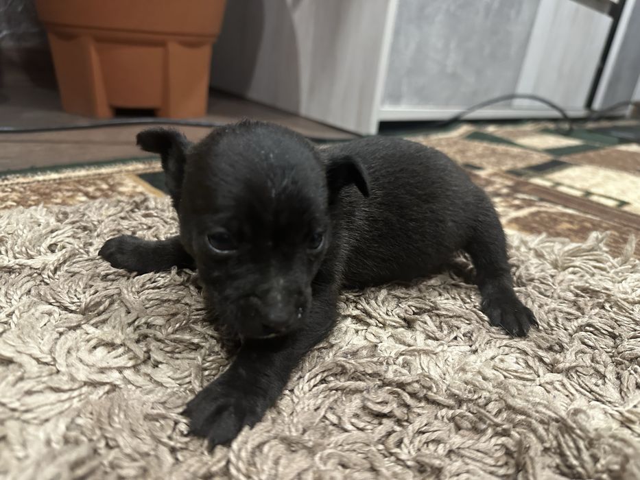 Віддам у добрі руки двох цуценят (дівчатка), безкоштовно