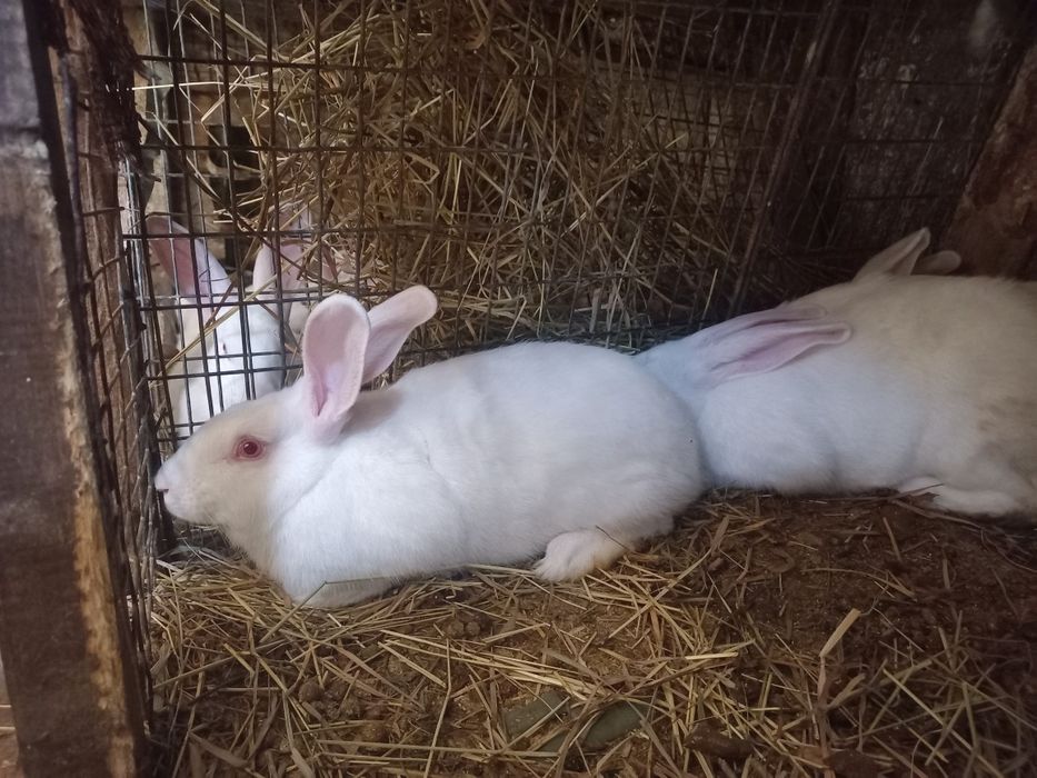 Самички,термонки,молоді!