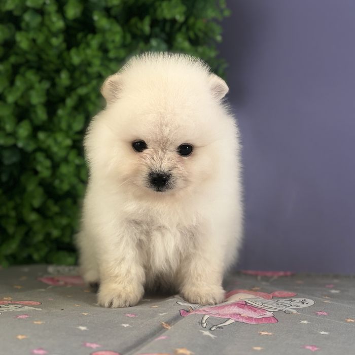 лялькова міні дівчинка шоу классу