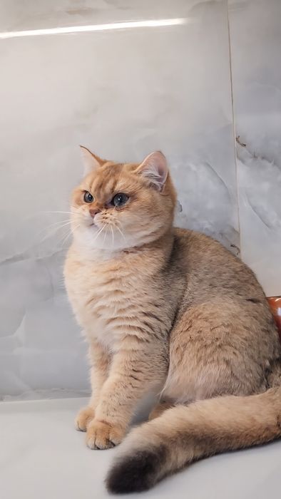 Шотландський хлопчик золота шиншила