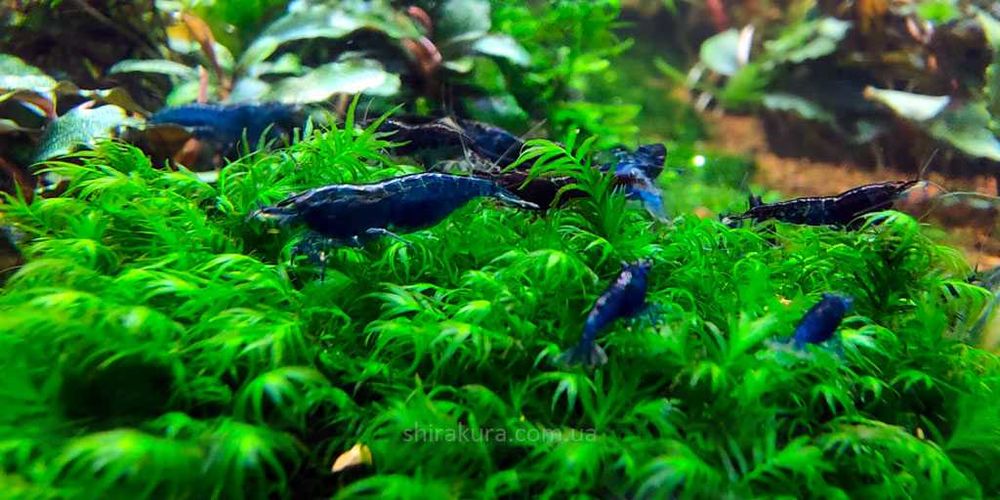 Креветки Синяя Мечта