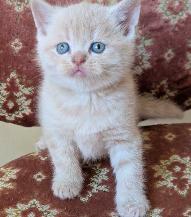 шикарний шотландський котик кремовий таббі
