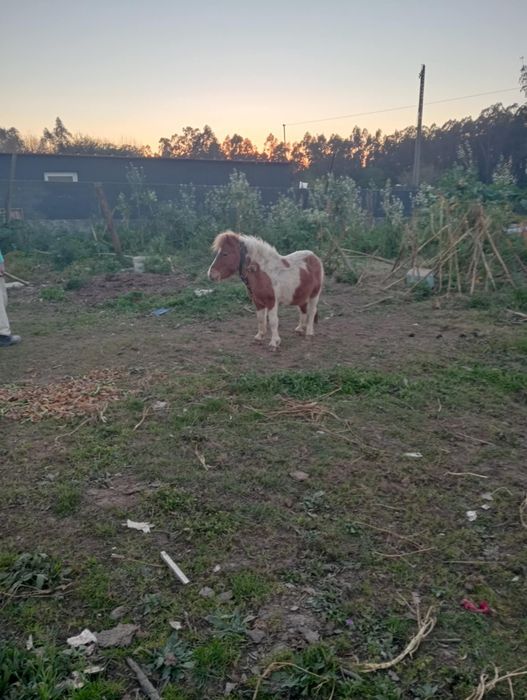 Ponei macho inteiro
