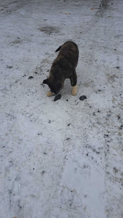 Akita inu sprzedam suczka