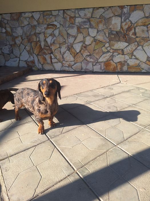 Такса Кобель для в'язки