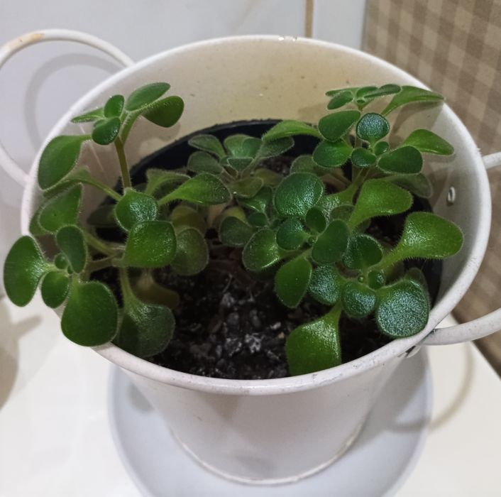Drzewko Miłości mozna formować jak bonsai