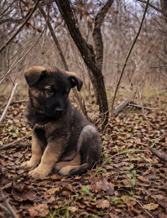 Отдам даром в добрые руки щенков метисы овчарки