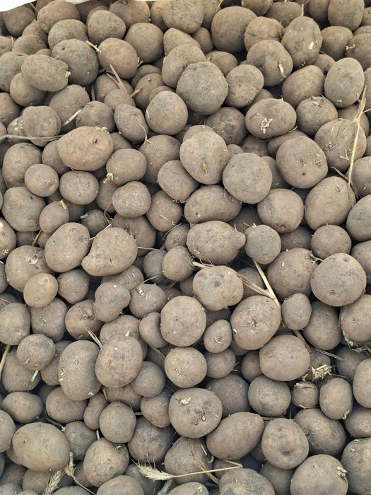 Ziemniak sadzeniak Eurostarch oraz Euroviva