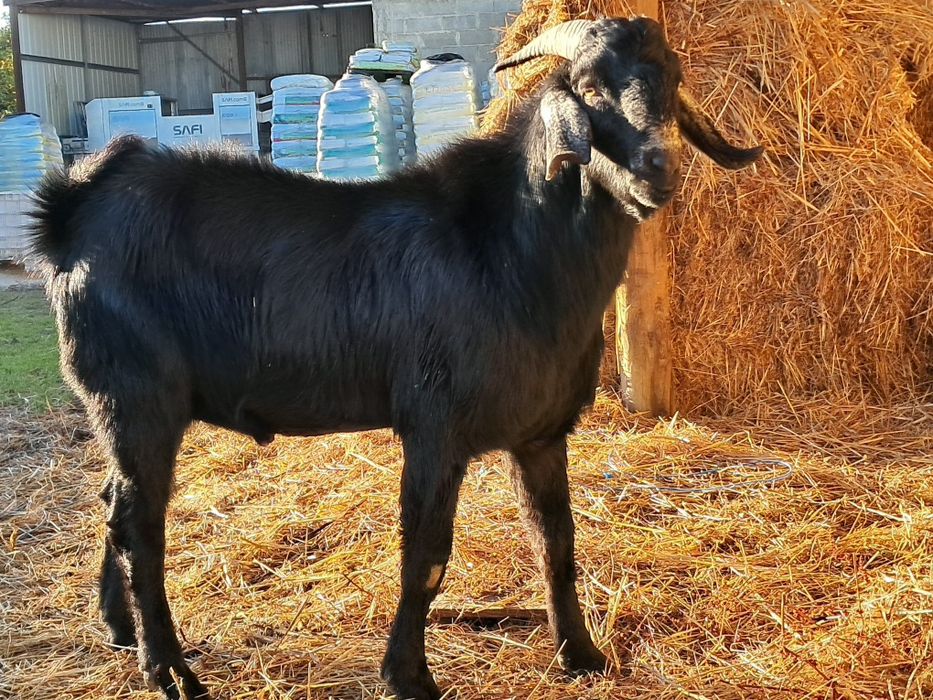 Anglo nubiano  macho