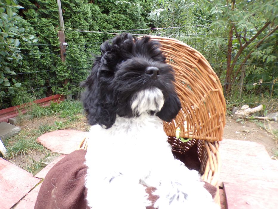 Cockapoo F1, najmniejszy piesek biało/czarny, tata z FCI, rodzice przebadani