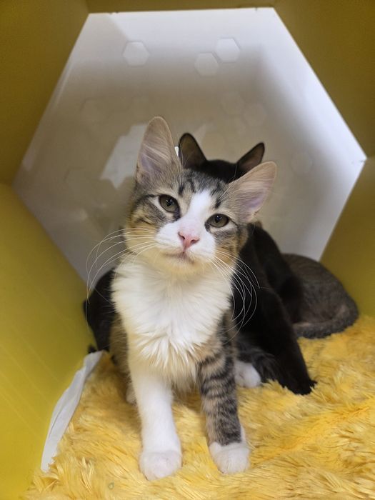 Смугаста дівчинка кішка кошеня кошка шукає дім