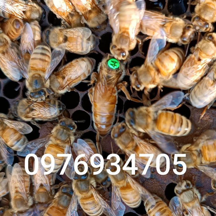 Запис на Бджоломатки кордованФ1.Запис на травень2026