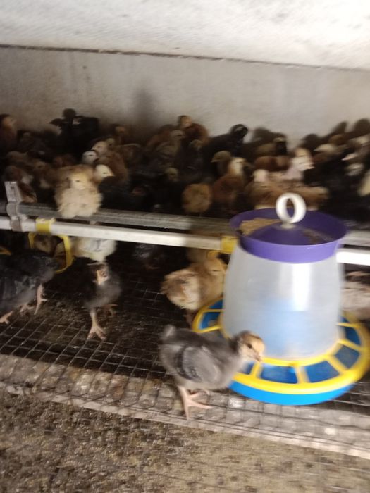 Продам курчат мясояічні породи