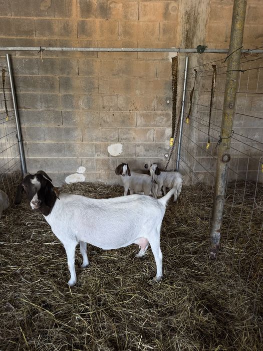 Cabras boer para venda