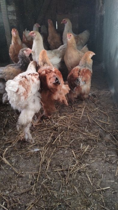 Kury i Koguty Brahma