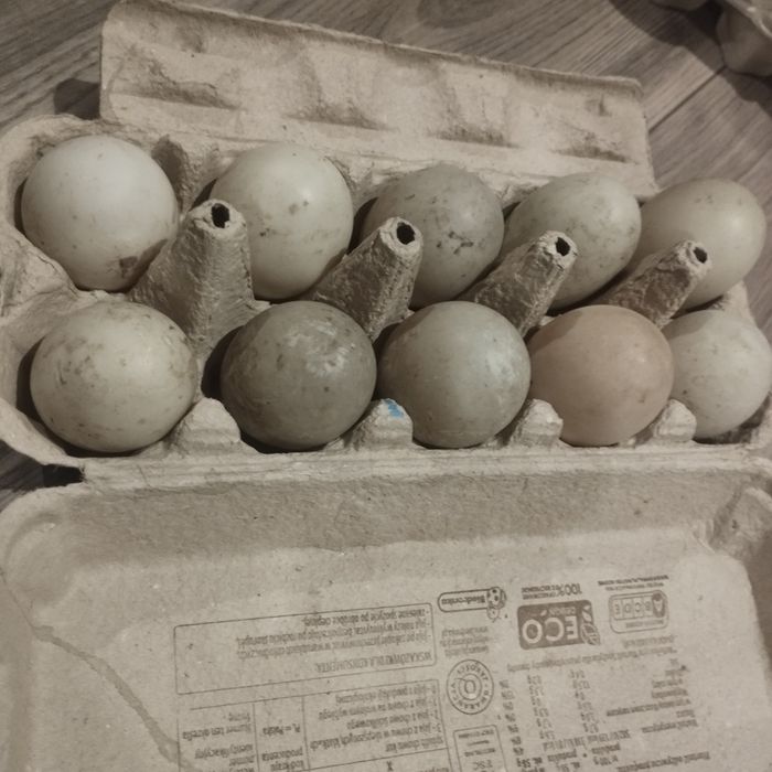 Jaja lęgowe kaczek biegusów 10 sztuk