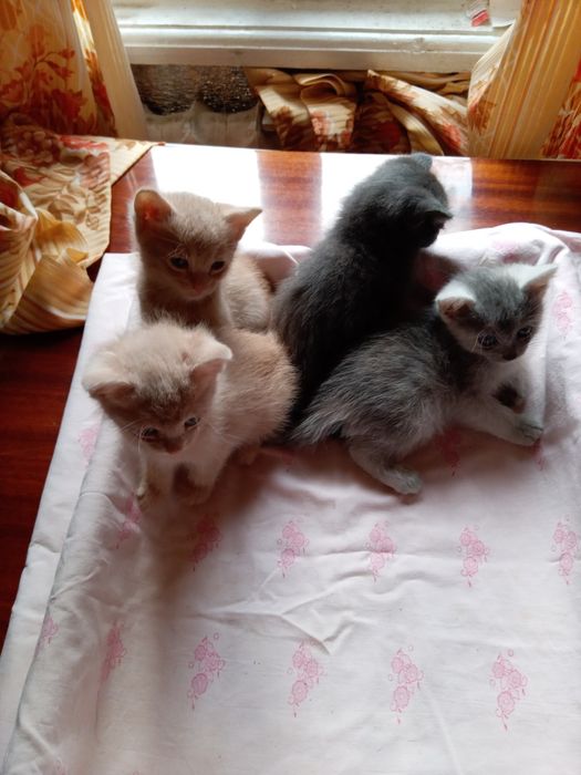 Кошенята в добрі руки.