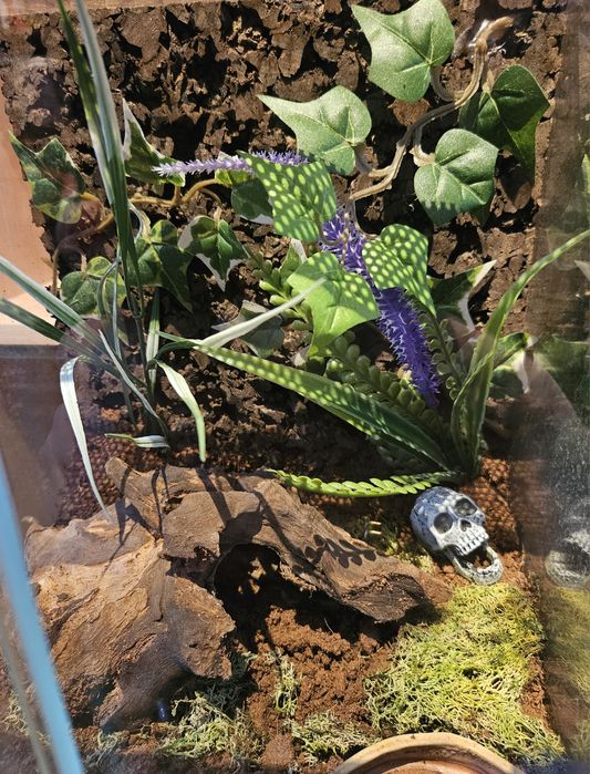 Terrarium 40x25x25
