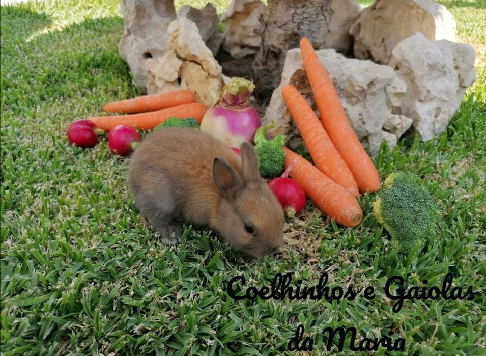 KIT Coelhos Anões Mini Toy, Mini Hokandez, Tedy, Belier (Orelhudo)