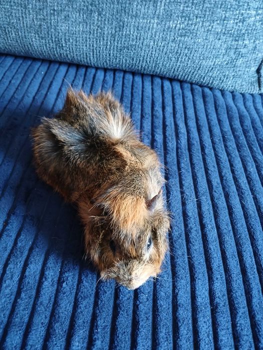 Świnka morska samiczki i samce